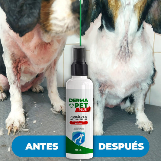 DERMA+PET